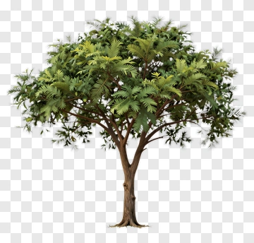 Tree With Dense Foliage PNG