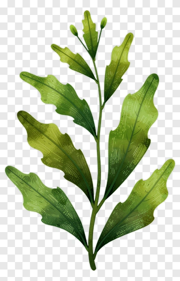 Green Plant With Leaves And Buds PNG