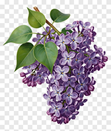 Lilac Flower Bouquet PNG