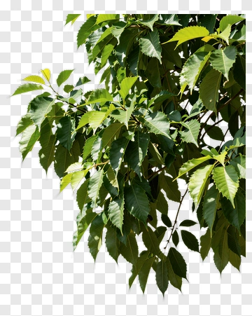 Branch Of Green Leaves PNG