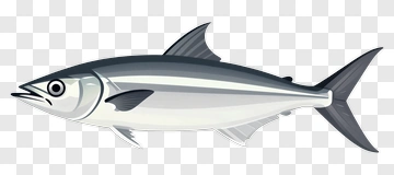 Tuna Fish Illustration PNG