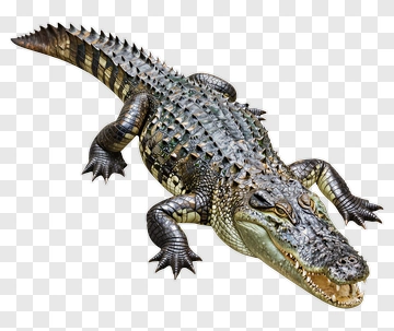 Realistic Crocodile PNG