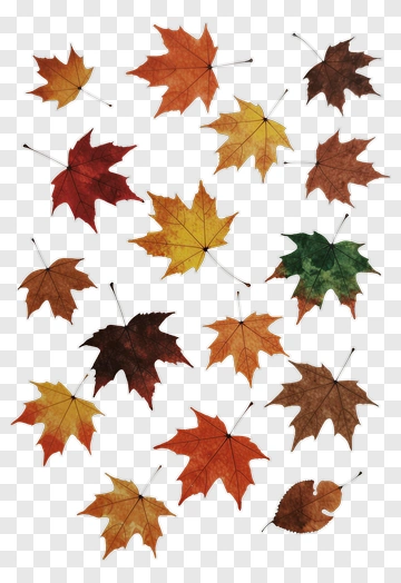 Autumn Maple Leaves In Watercolor PNG