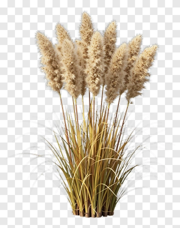 Pampas Grass With Feathery Plumes PNG