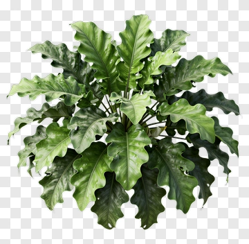Green Leafy Plant PNG