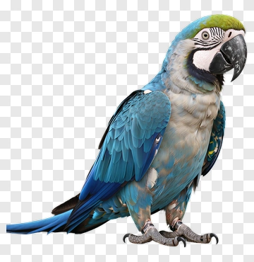 Blue And Green Parrot Portrait PNG
