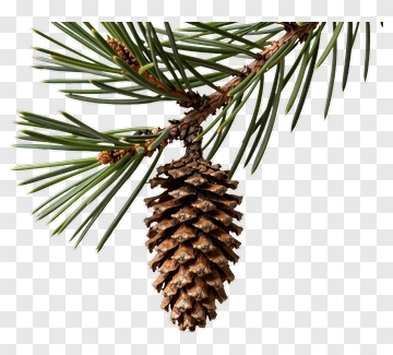 Pine Cone And Branch PNG