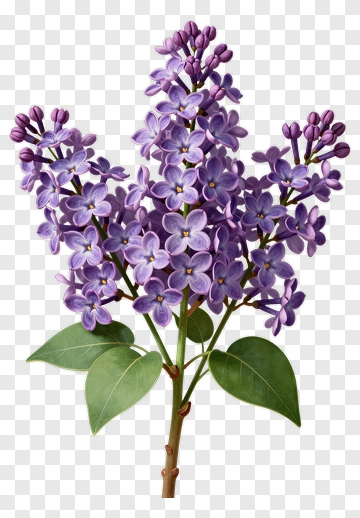 Lilac Blossoms In Full Bloom PNG