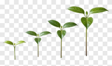 Seedling Growth Progression PNG