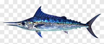 Swordfish With Blue And Silver Coloration PNG