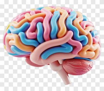Colorful 3D Brain Model PNG