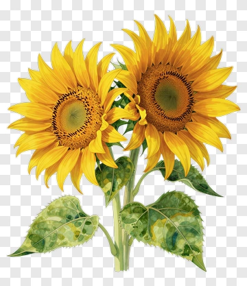 Sunflower With Green Leaves PNG