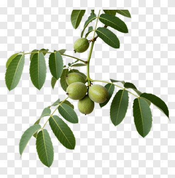 Walnut Branch With Green Leaves PNG