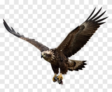Eagle Soaring With Prey In Talons PNG