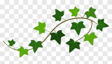 Ivy Vine PNG