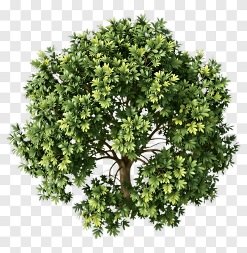 Tree With Dense Foliage PNG