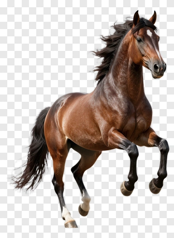 Running Horse PNG