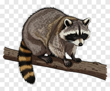 Raccoon On A Log PNG
