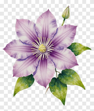 Purple Clematis Blossom With Green Leaves PNG