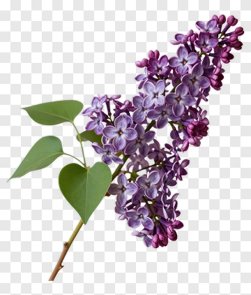 Lilac Flower Cluster PNG