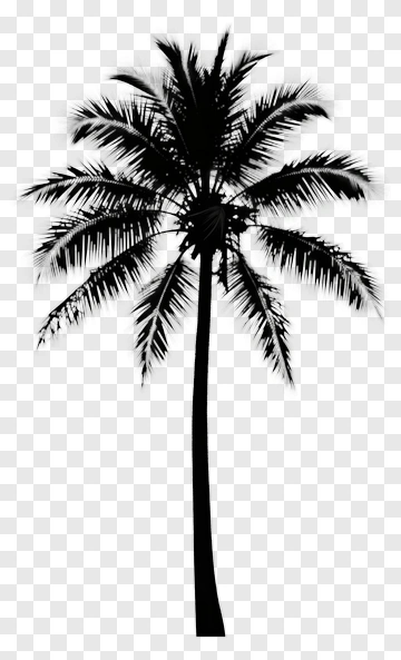 Palm Tree Silhouette PNG