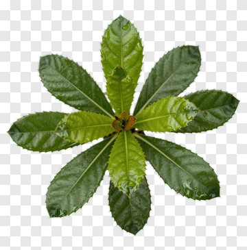 Top View Of A Plant With Spiky Leaves PNG