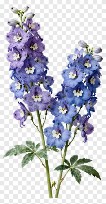 Blue And Purple Delphinium Flowers PNG