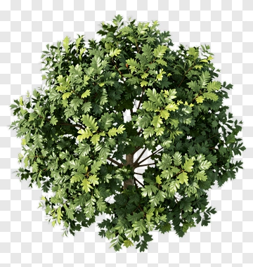 Top View Of A Leafy Tree PNG