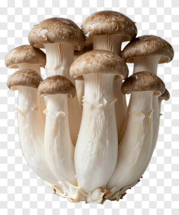 Cluster Of Fresh Mushrooms PNG