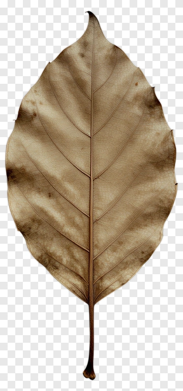 Dry Leaf PNG