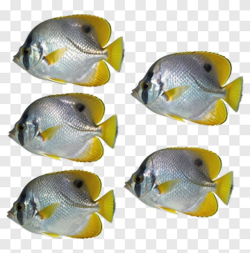School Of Yellow-Tailed Fish PNG