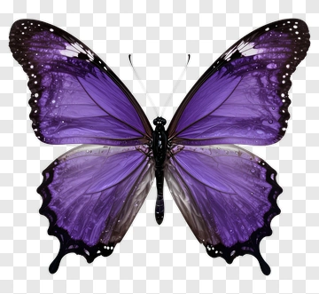 Purple Butterfly With Black Edges PNG