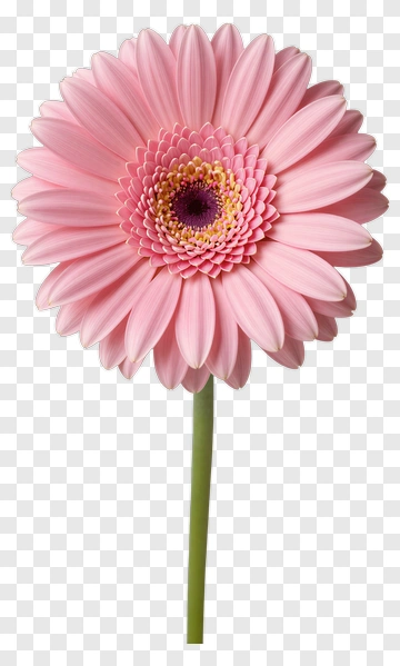 Pink Gerbera Daisy In Bloom PNG