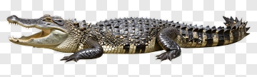 Alligator With Open Mouth PNG