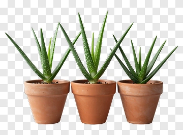Three Aloe Vera Plants In Terracotta Pots PNG