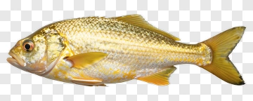 Golden Fish With Detailed Scales PNG