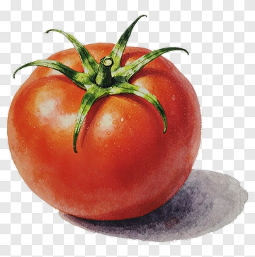 Watercolor Tomato With Stem PNG