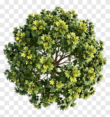 Round Green Tree With Yellow Leaves PNG