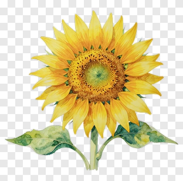 Sunflower PNG
