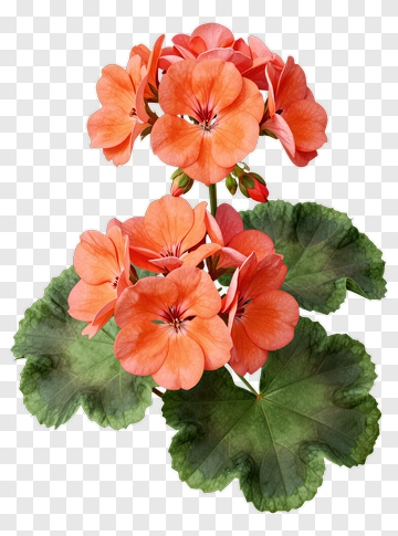 Orange Geranium With Green Leaves PNG
