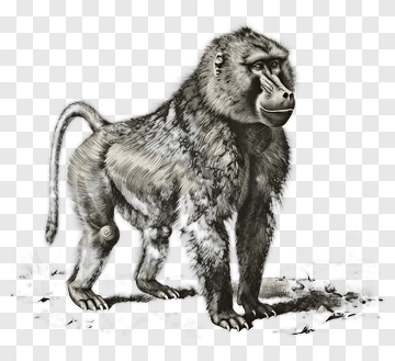 Baboon Standing PNG