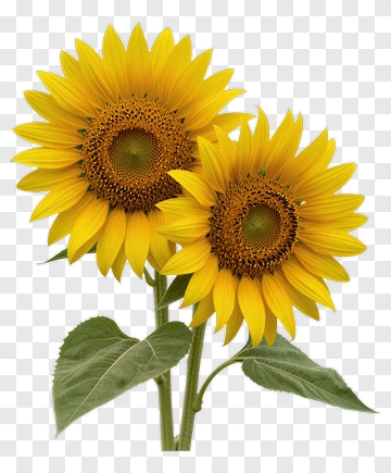 Two Sunflowers PNG