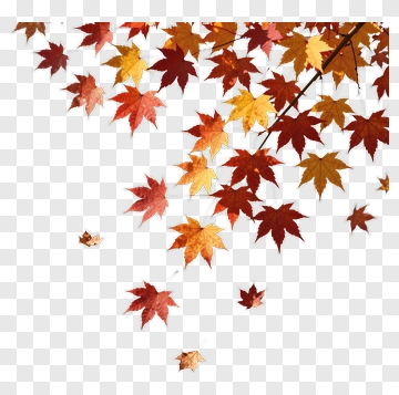 Maple Leaves In Autumn Colors PNG