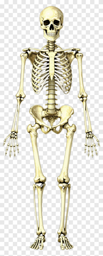 Human Skeleton PNG