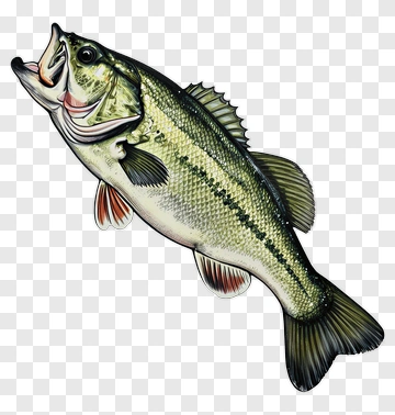 Bass Fish Illustration PNG