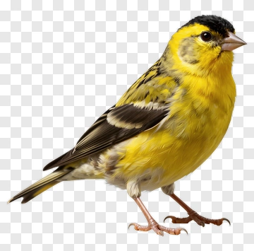 Yellow Bird With Black Head PNG