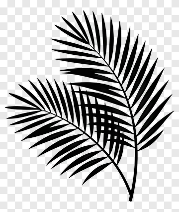Palm Leaf Silhouette PNG
