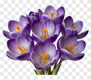 Purple Crocus Bouquet With Orange Stamen PNG