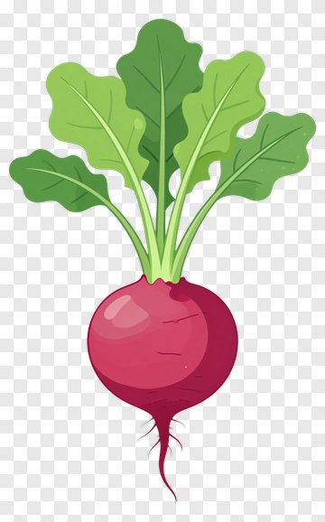 Beetroot With Green Leaves PNG