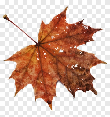 Watercolor Maple Leaf PNG